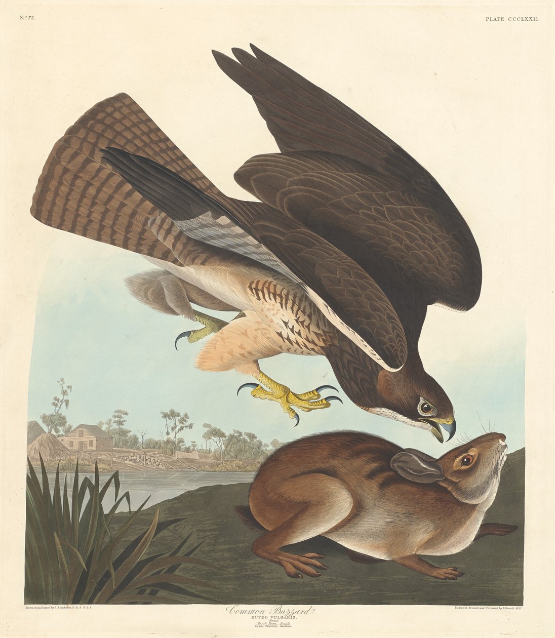 Buzzard, 1837. av Robert Havell