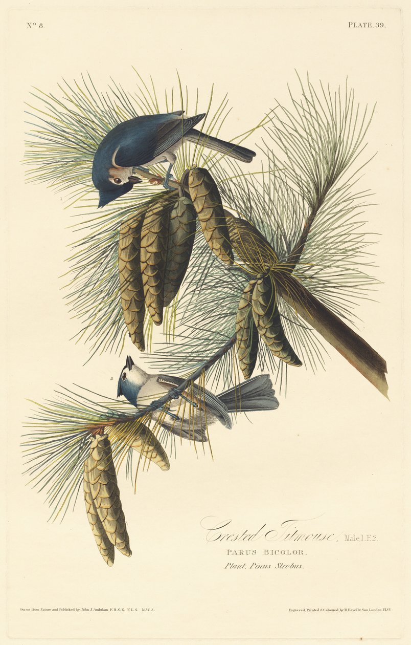 Toppmeis, 1828. av Robert Havell