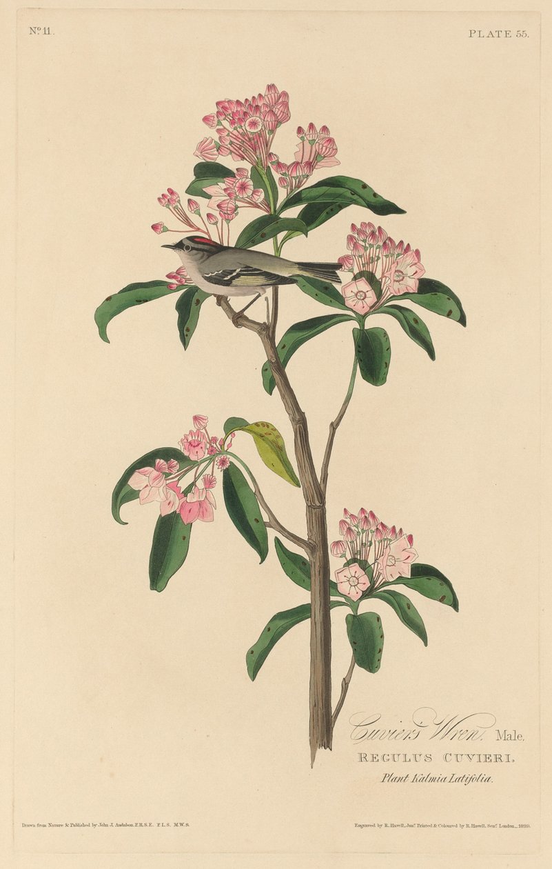 Cuviers Wren, 1829. av Robert Havell