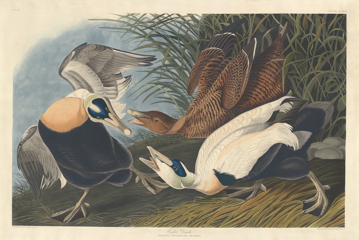 Ærfugl, 1835. av Robert Havell