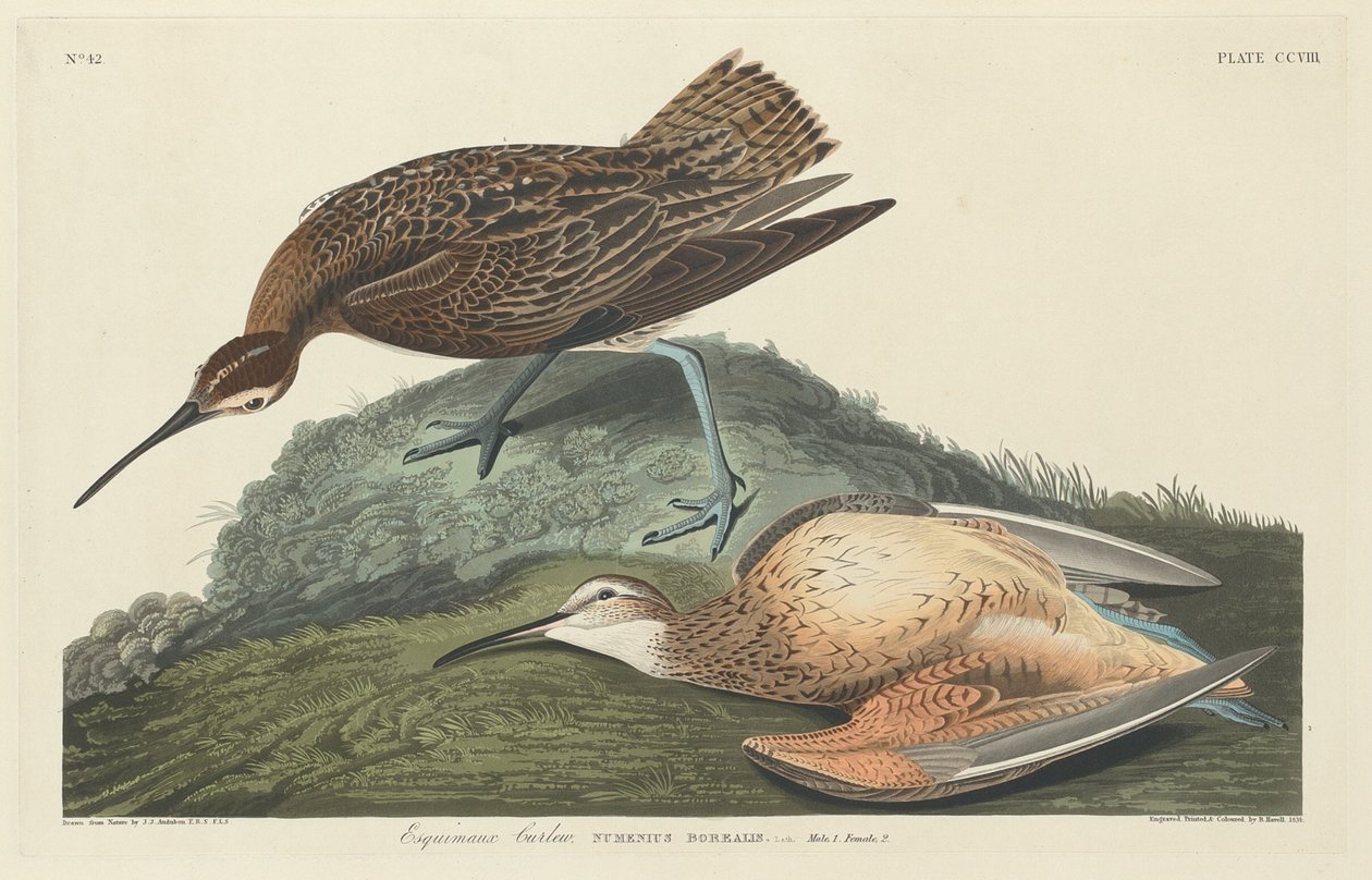 Curlew Eskimoer, 1834. av Robert Havell