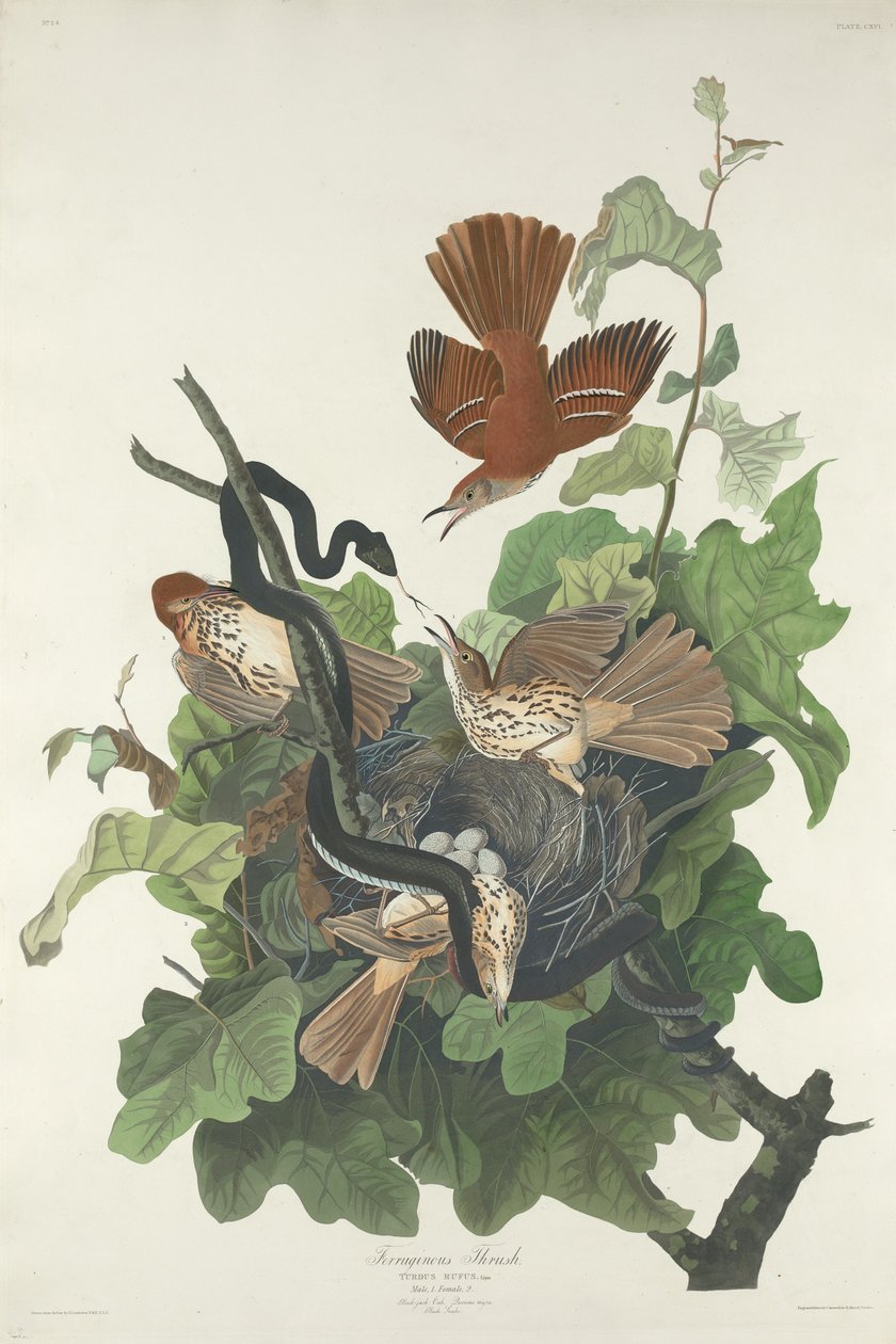 Jerntrost, 1831. av Robert Havell