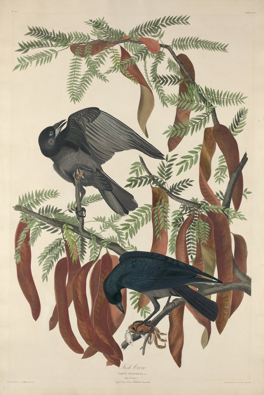 Fiskekråke, 1832. av Robert Havell