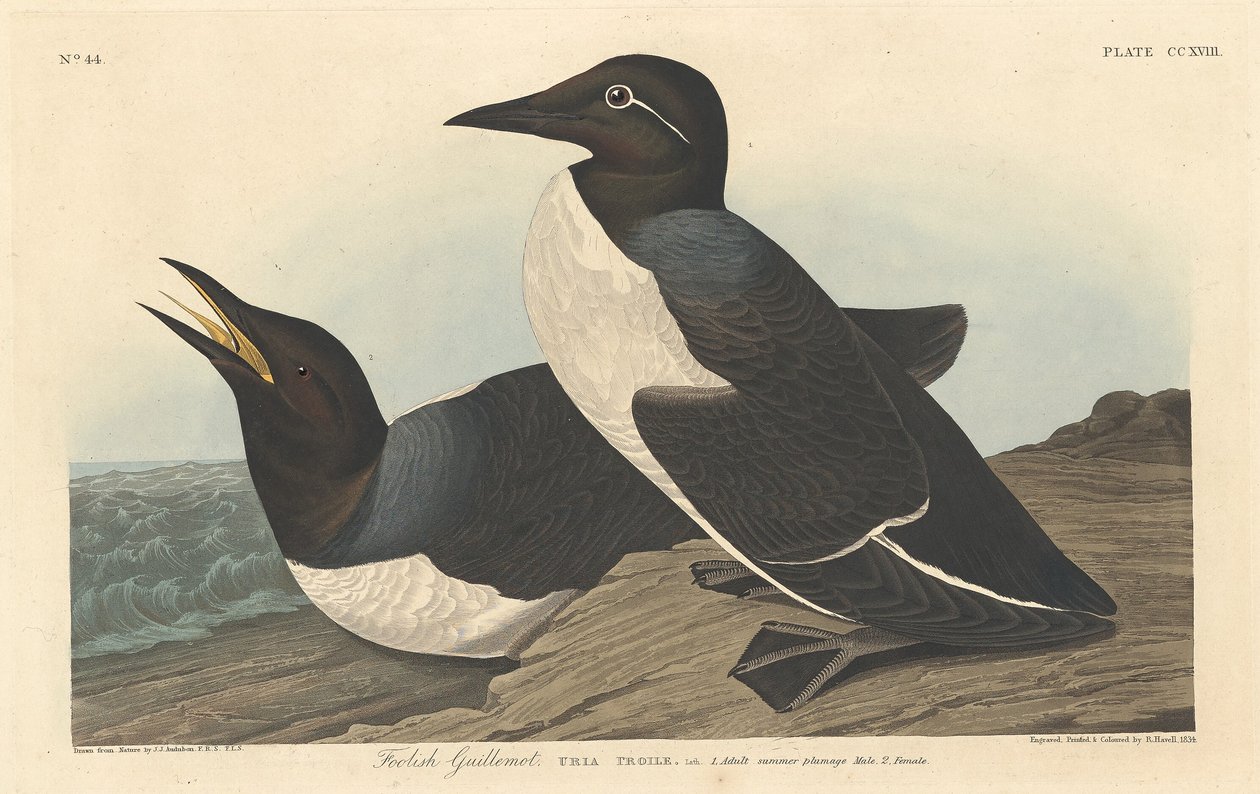 Tåpe lomvi, 1834. av Robert Havell