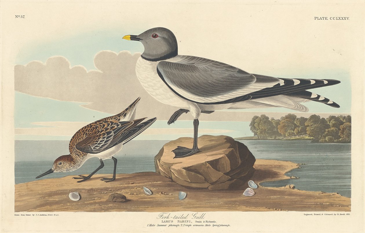 Gaffelhalemåke, 1835. av Robert Havell