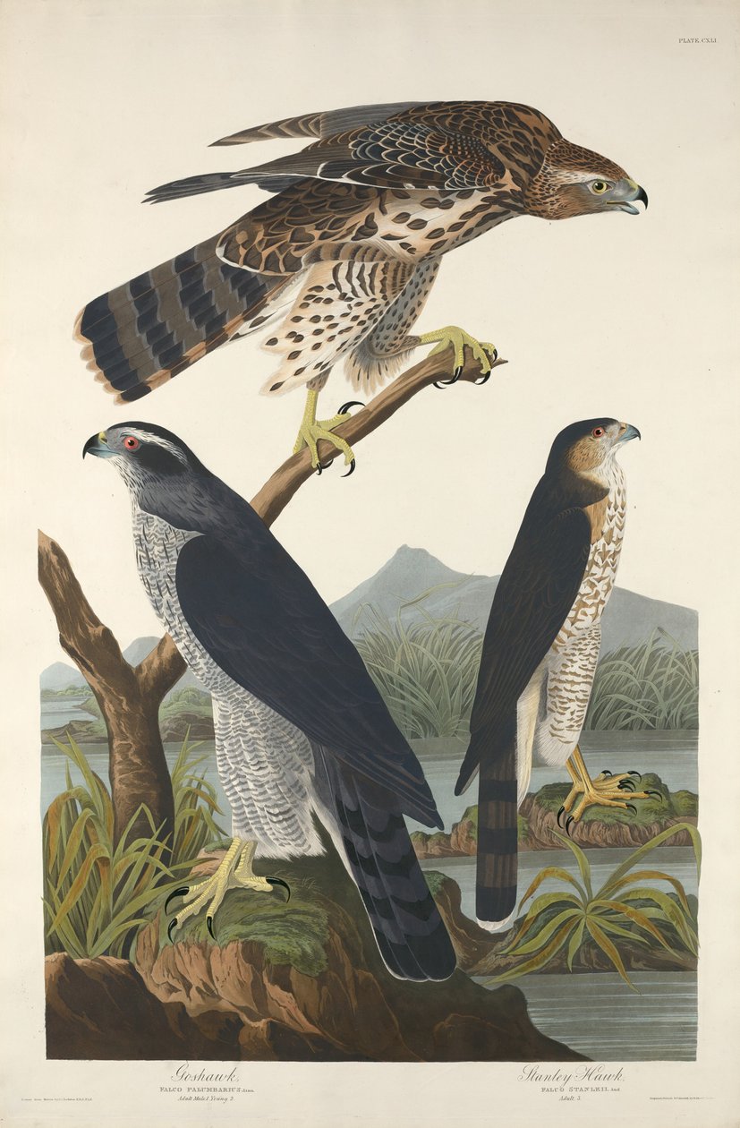 Goshawk og Stanley Hawk, 1832. av Robert Havell