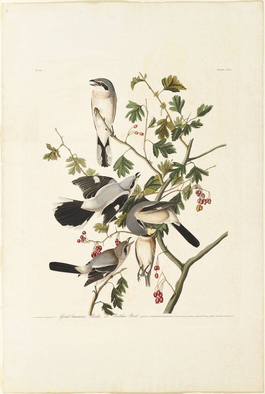 Great American Shrike av Robert Havell