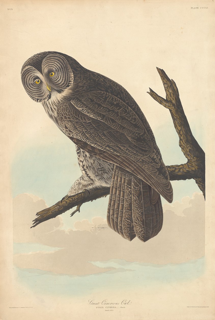 Stor kineugle, 1837. av Robert Havell