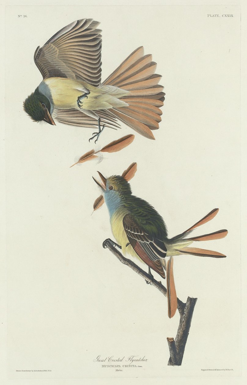 Stor fluesnapper, 1832. av Robert Havell