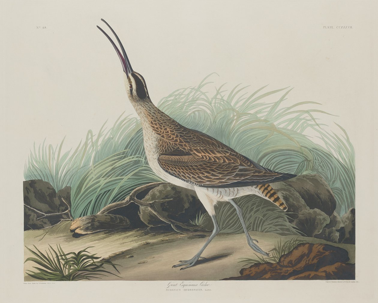 Store Curlew Eskimoer, 1835. av Robert Havell
