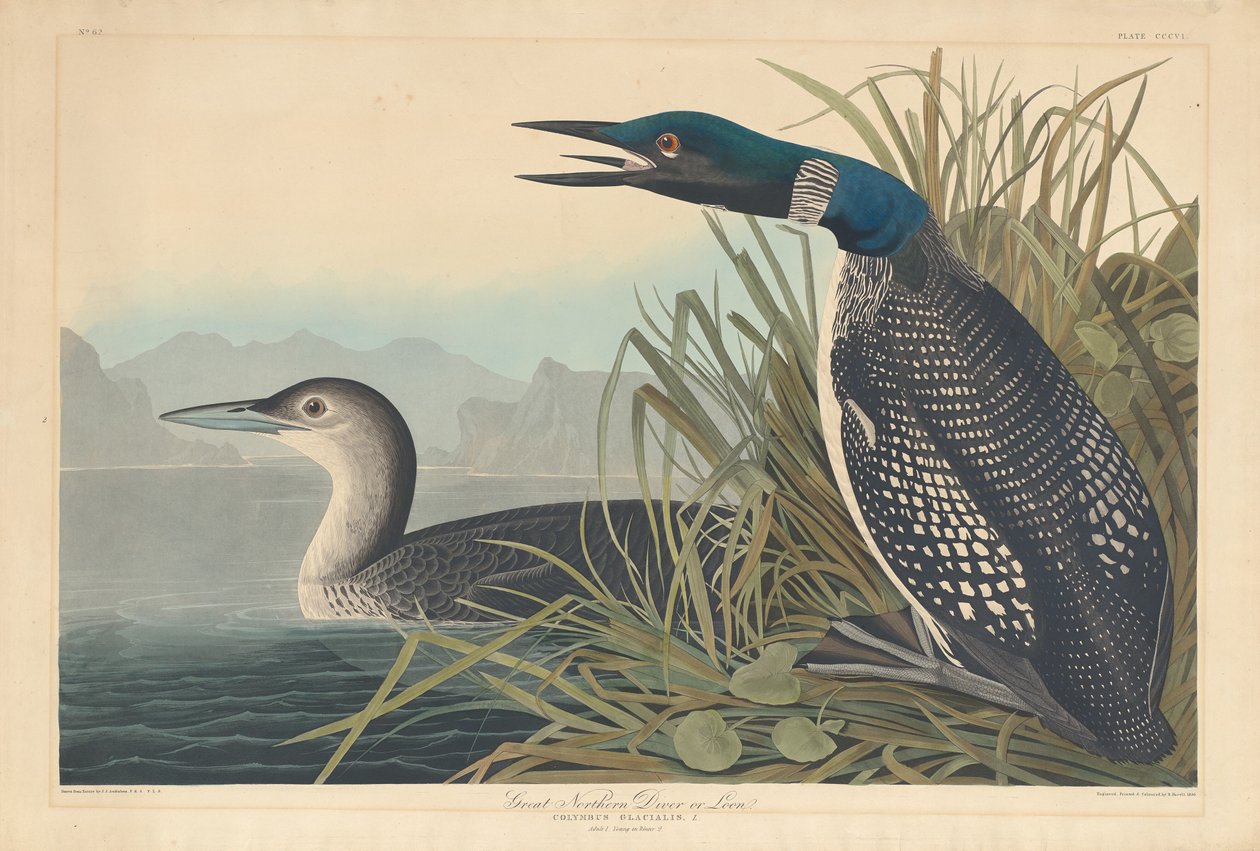 Great Northern Diver eller Loon, 1836. av Robert Havell
