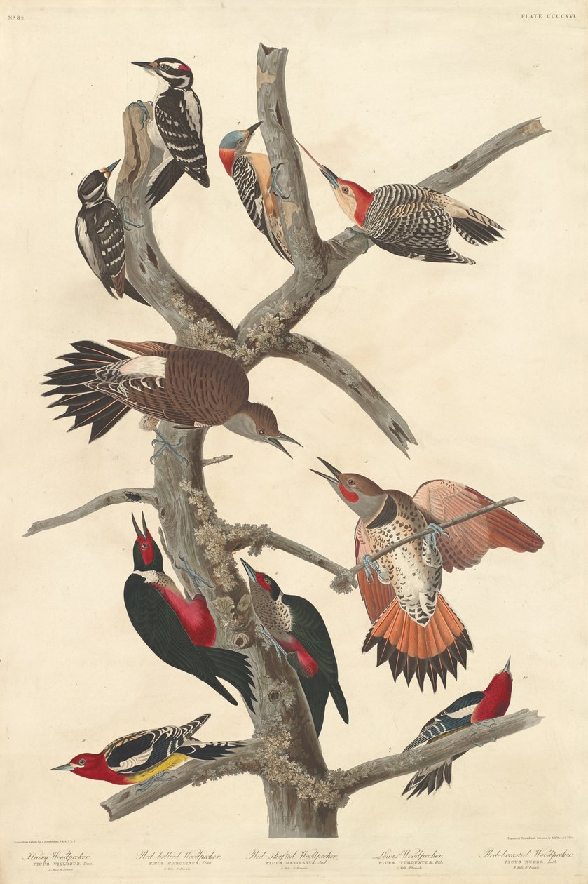 Hårete hakkespett, 1838. av Robert Havell