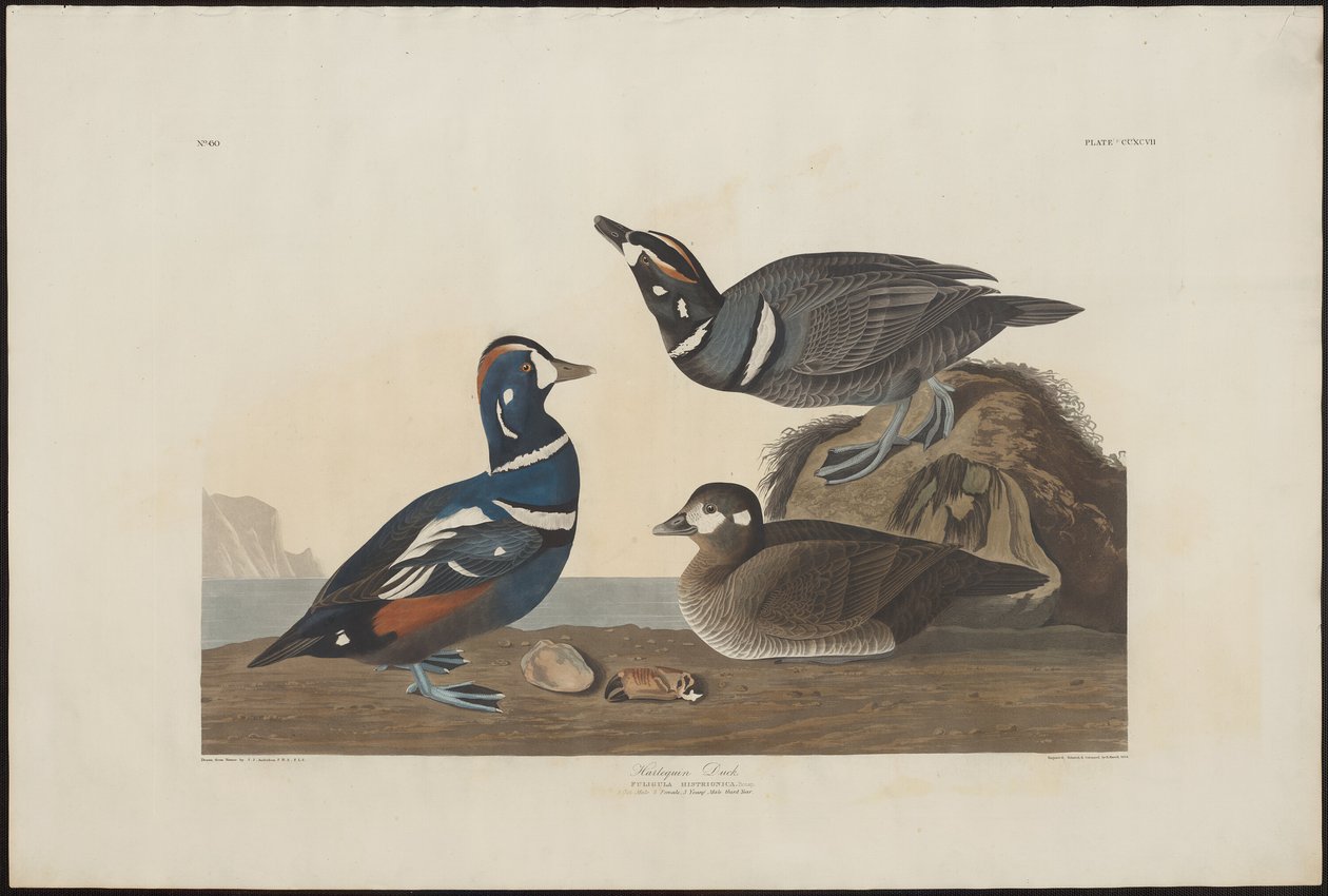 Harlekinand av Robert Havell