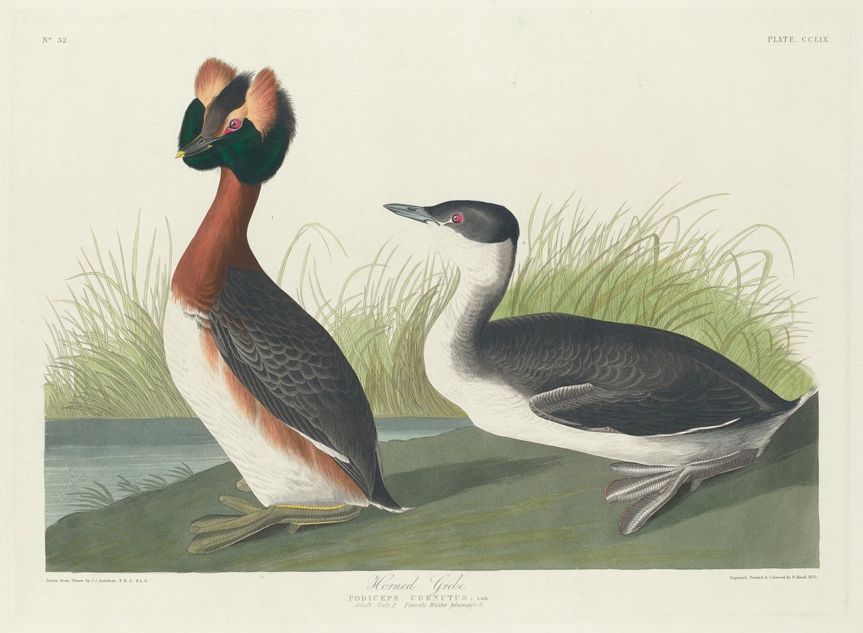 Horned doppe, 1835. av Robert Havell