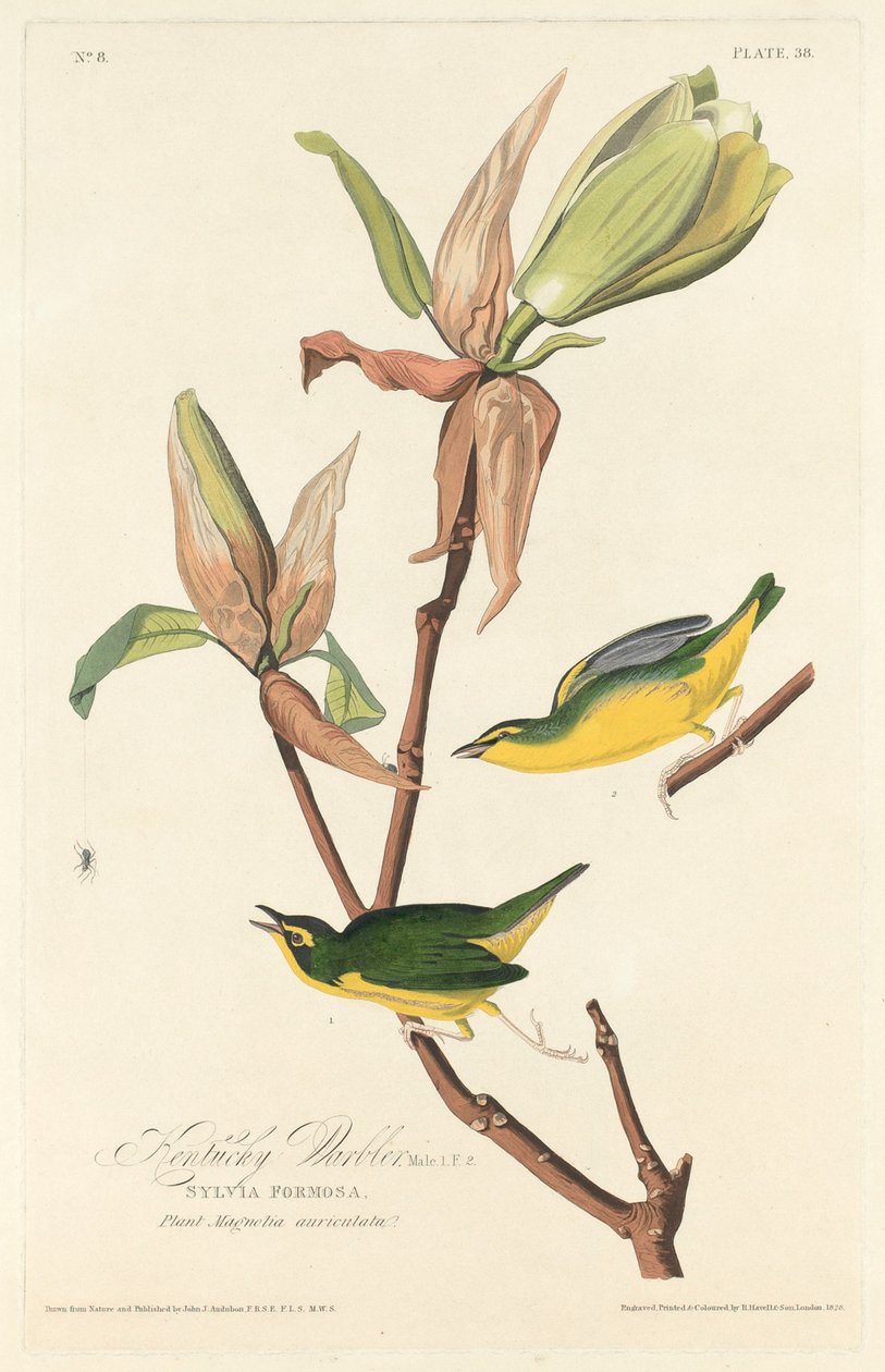 Kentucky Warbler, 1828. av Robert Havell