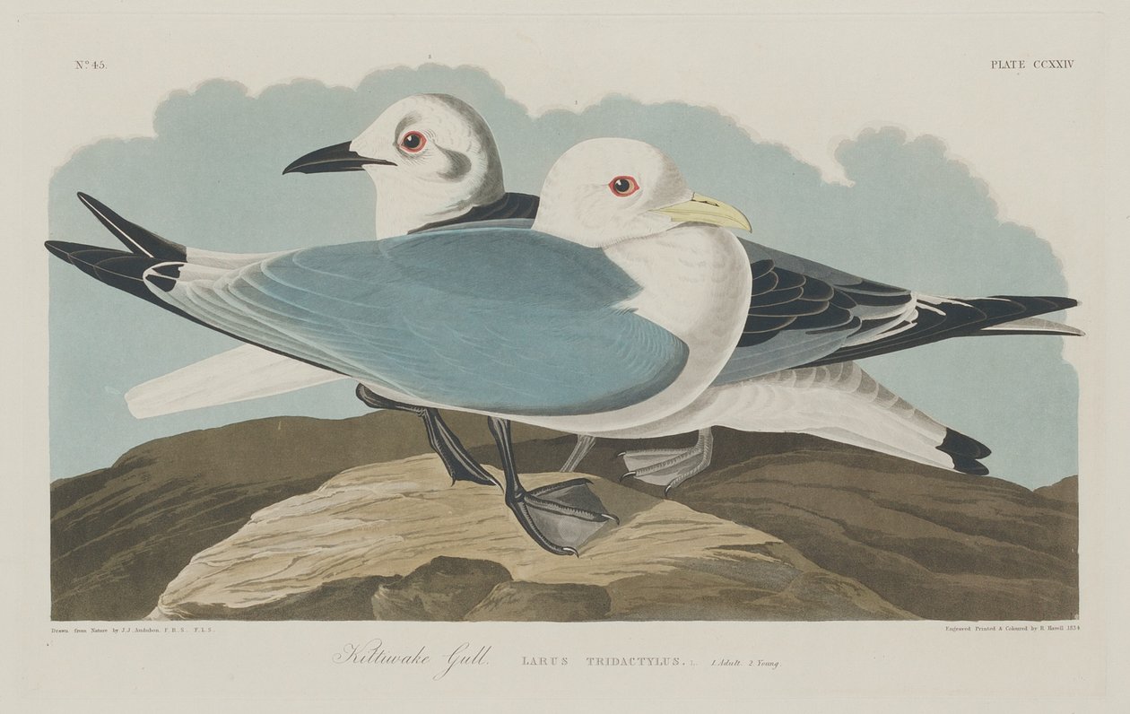 Kittiwake Gull, 1834. av Robert Havell
