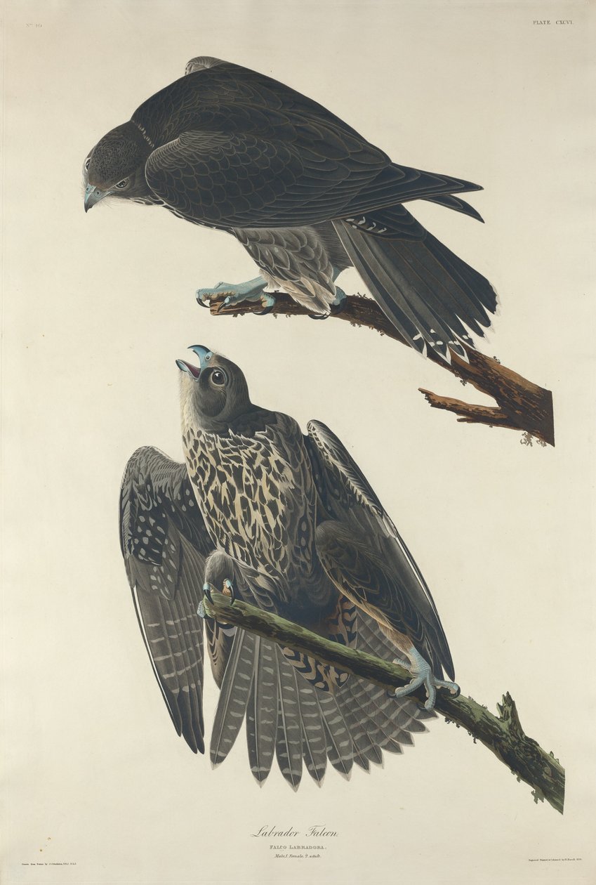 Labrador Falcon, 1834. norvegian av Robert Havell