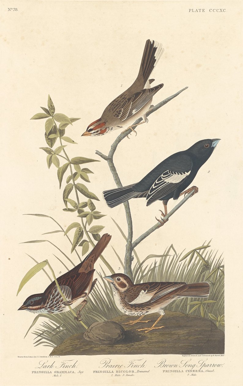 Lark Finch, Prairie Finch og Brown Song Sparrow, 1837. av Robert Havell