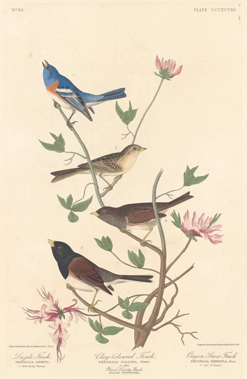 Lazuli Finch, Clay-colored Finch og Oregon Snow Finch, 1837. av Robert Havell