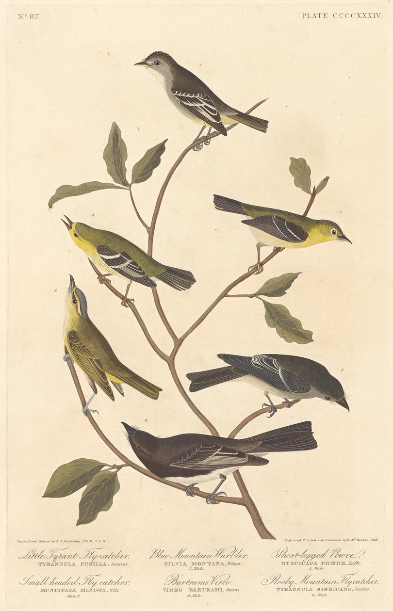 Lille tyrannfluesnapper, småhodet fluesnapper, blåfjellsanger.., 1838. av Robert Havell