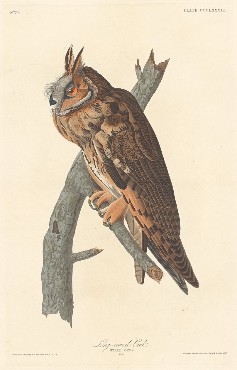 Langøret ugle, 1837. av Robert Havell