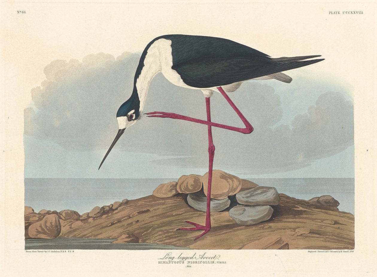 Langbent Avocet, 1836. av Robert Havell