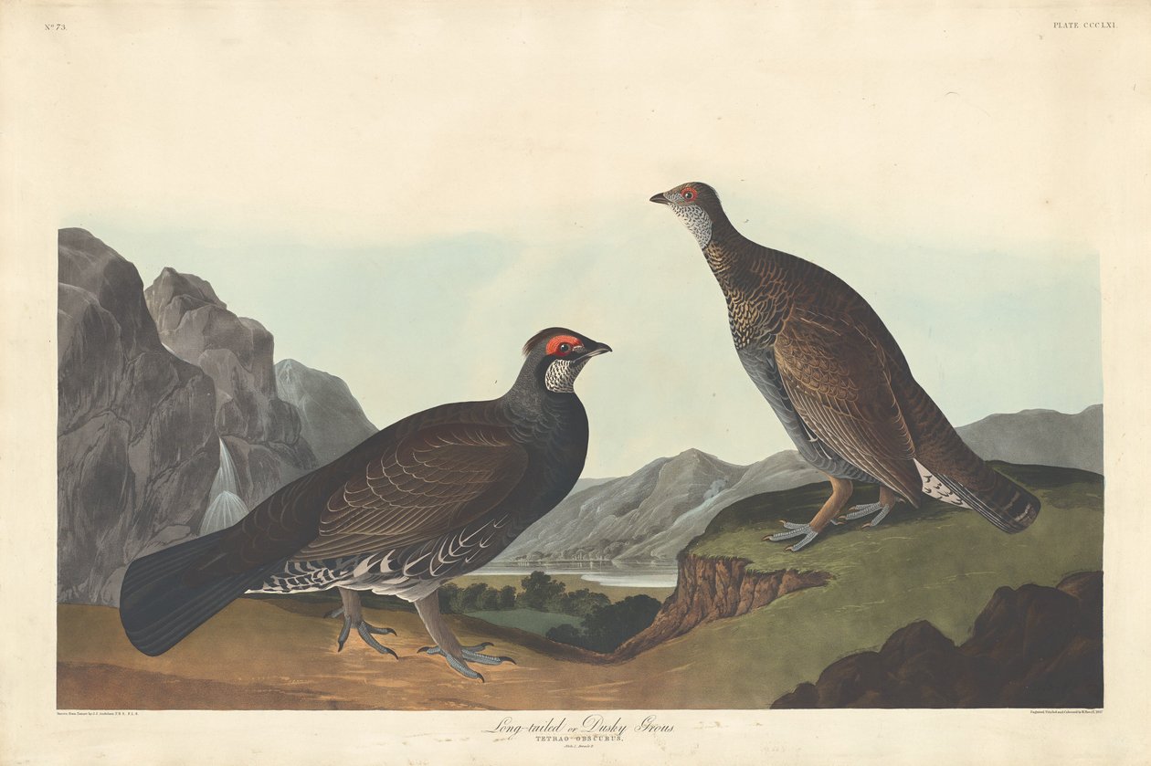 Langhale eller Dusky Grous, 1837. av Robert Havell