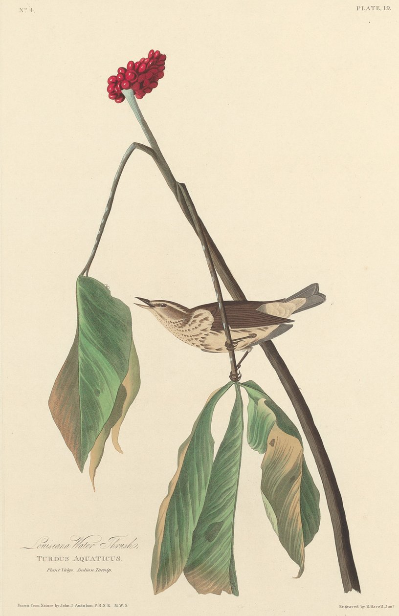 Louisiana vanntrost, 1827. av Robert Havell