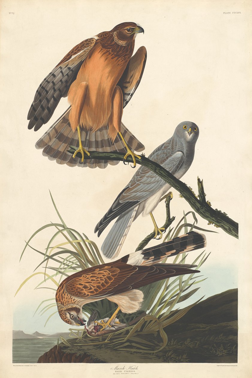 Marsh Hawk, 1837. av Robert Havell