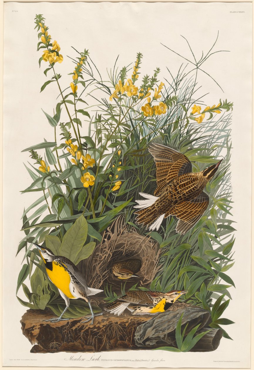 Englerke, 1832. av Robert Havell