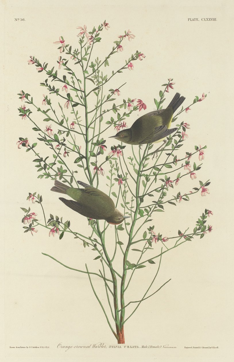 Oransje-kronet sangsanger, 1833. av Robert Havell