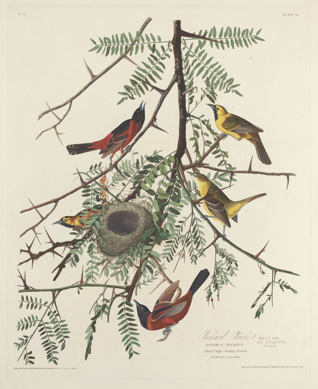 Orchard Oriole, 1828. av Robert Havell