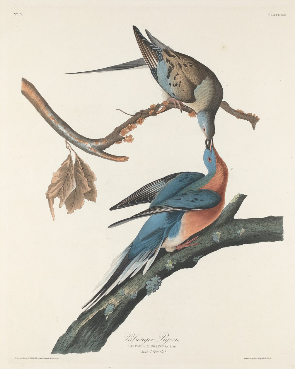 Passasjerdue, 1829. av Robert Havell