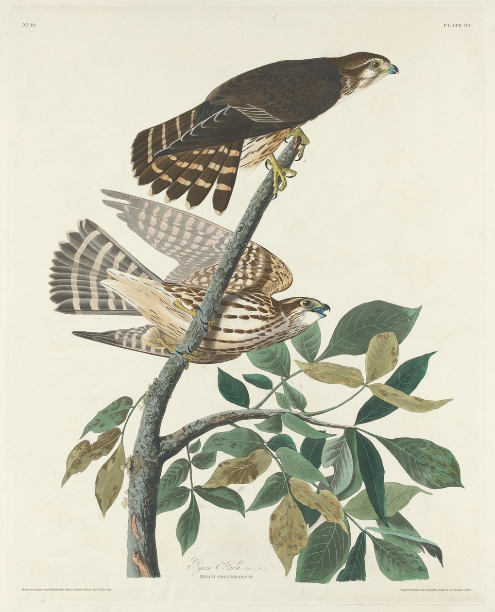 Pigeon Hawk, 1830. av Robert Havell