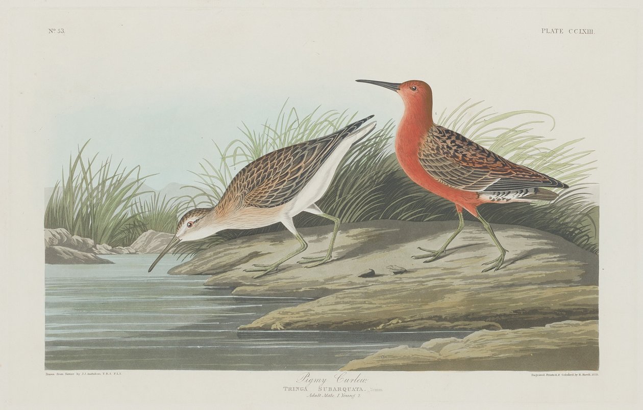 Pigmy Curlew, 1835. av Robert Havell
