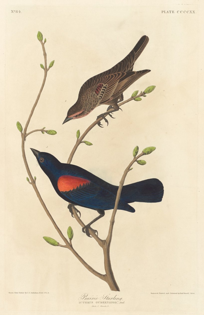 Prairie Starling, 1838. av Robert Havell