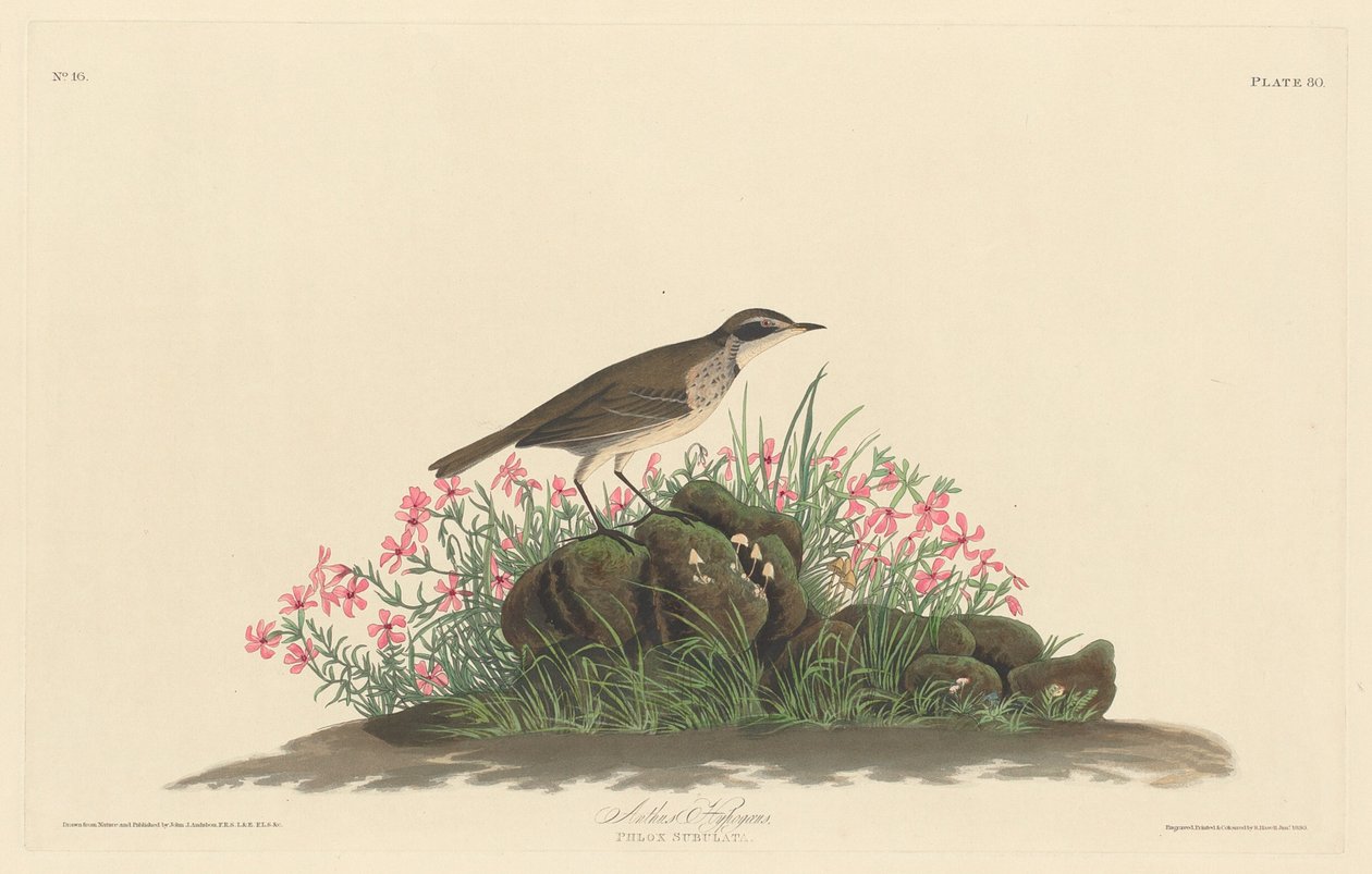 Prairie tittelark, 1830. av Robert Havell