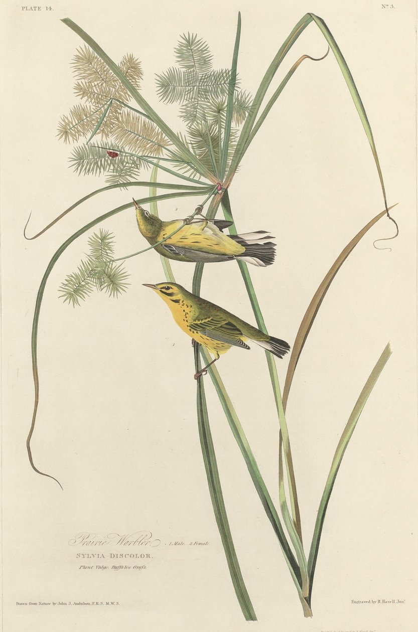 Prairie Warbler, 1827. av Robert Havell