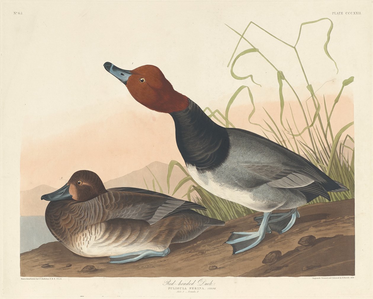 Rødhodeand, 1836. av Robert Havell