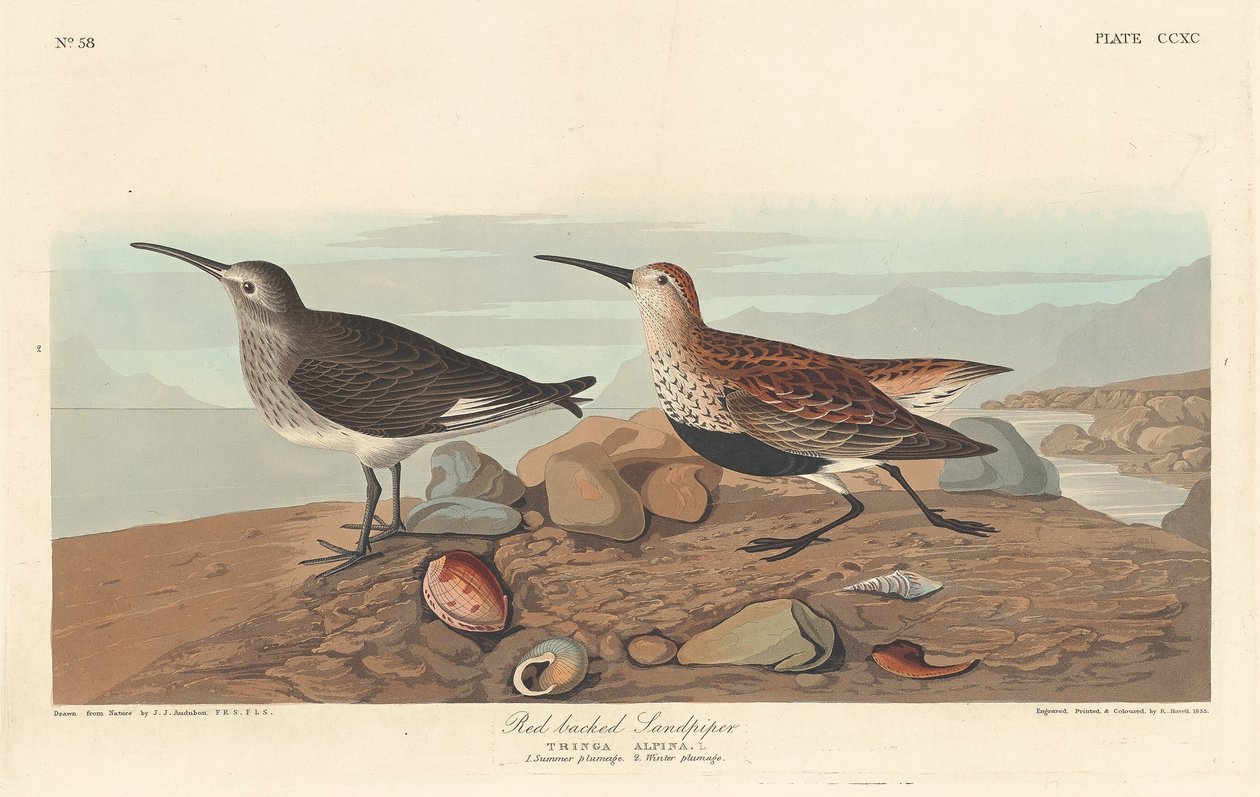 Rødrygg, 1836. av Robert Havell