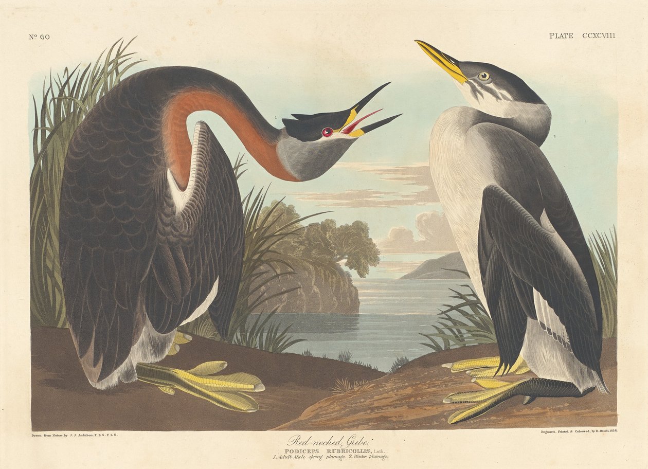 Rødhalset duppe, 1836. av Robert Havell