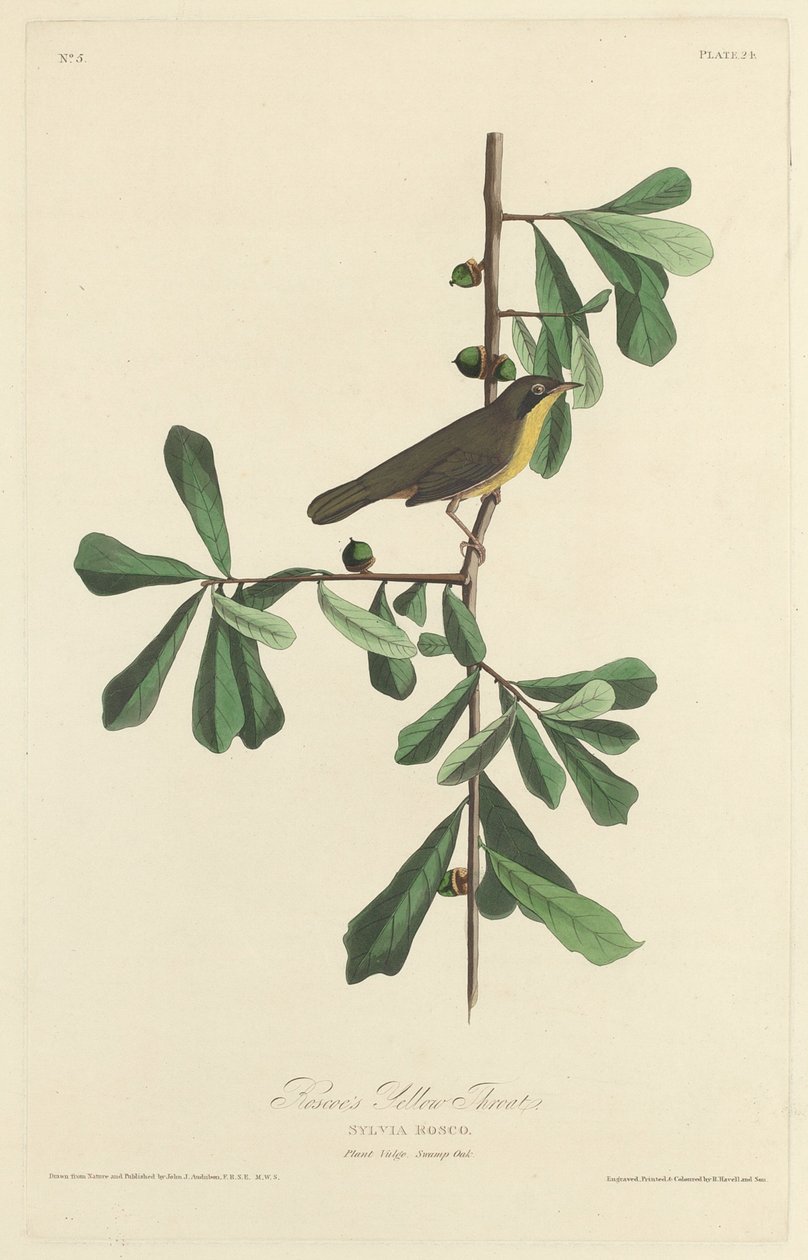 Roscoes gule hals, 1827. av Robert Havell