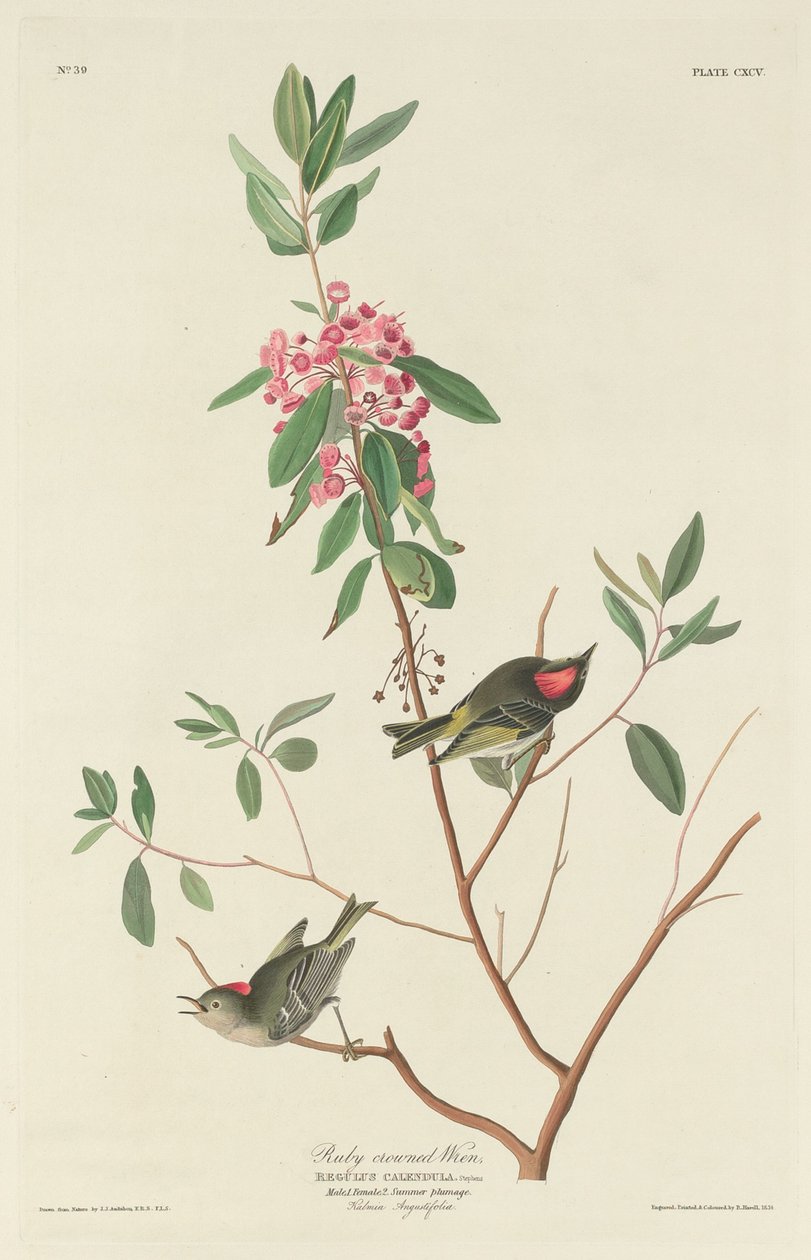 Rubinkronet Wren, 1834. av Robert Havell