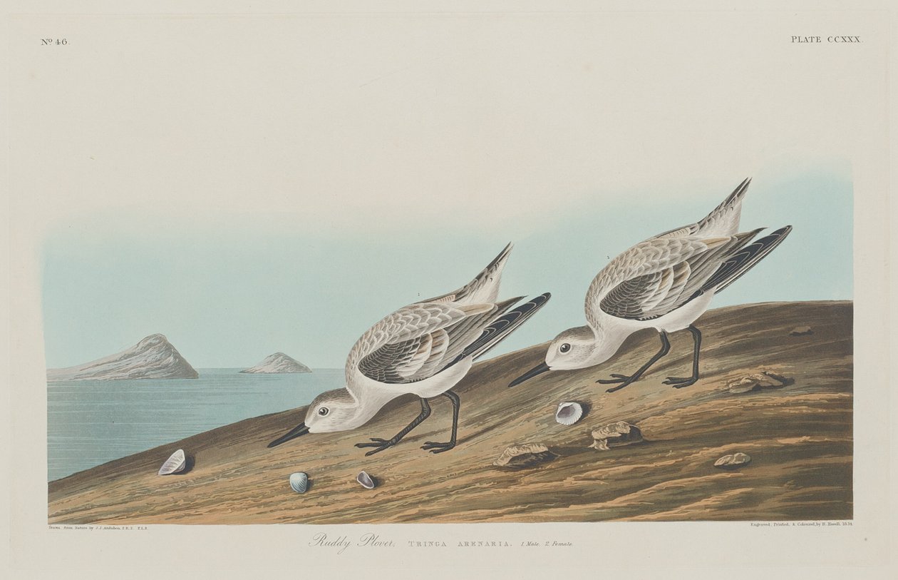 Ruddy Plover, 1834. av Robert Havell