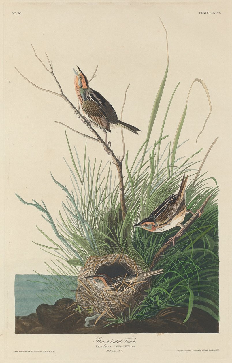 Sharp-tailed Finch, 1832. av Robert Havell