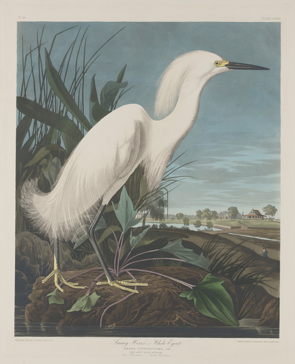 Snowy Heron, eller White Egret, 1835. av Robert Havell