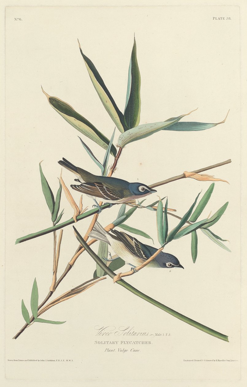 Enslig fluesnapper, 1828. av Robert Havell