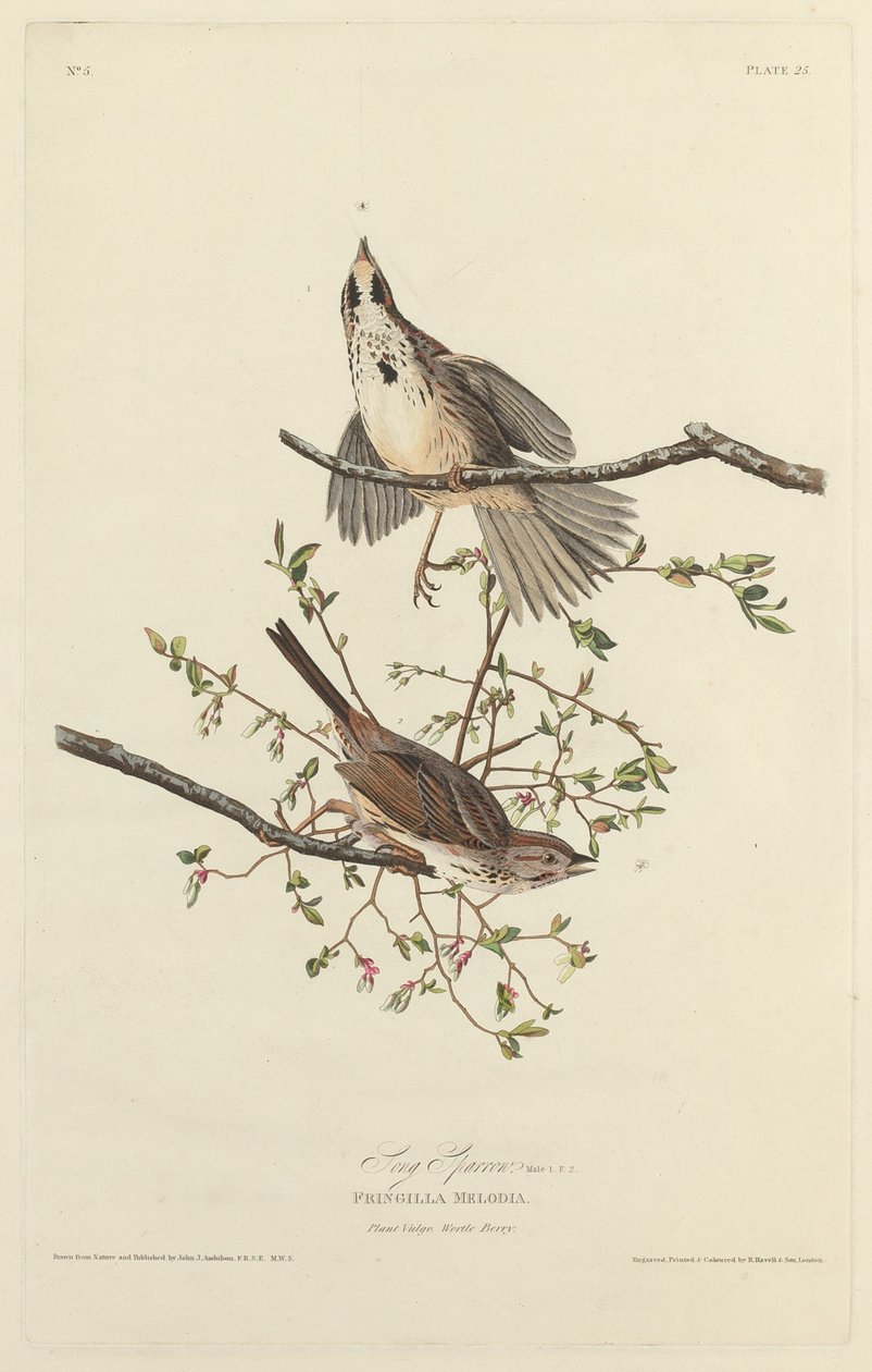 Song Sparrow, 1827. av Robert Havell