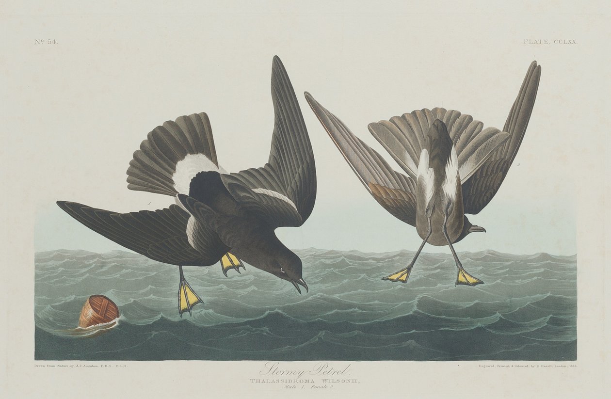 Stormy petrel, 1835. av Robert Havell