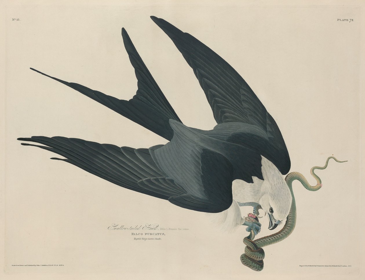 Svalehalehauk, 1829. av Robert Havell